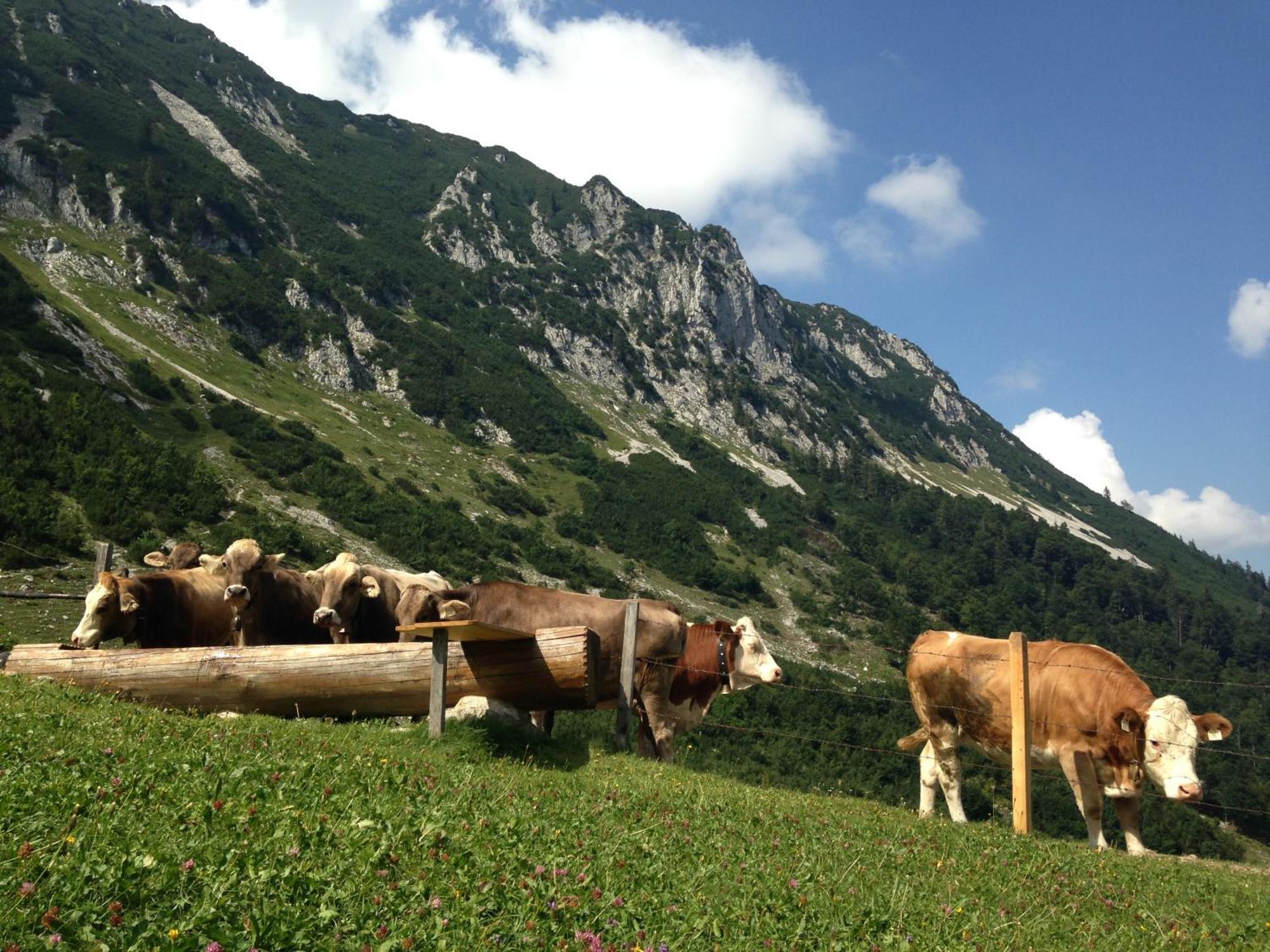 Bio-Bauernhof Bachangerhof كوسن المظهر الخارجي الصورة